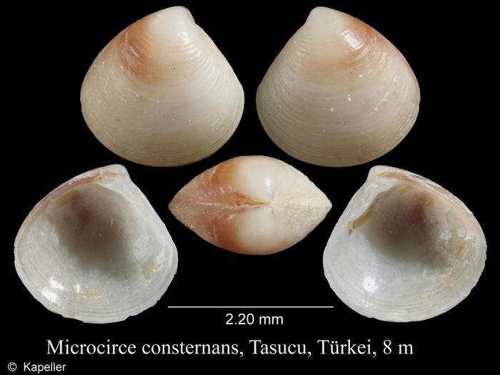 Microcirce consternans