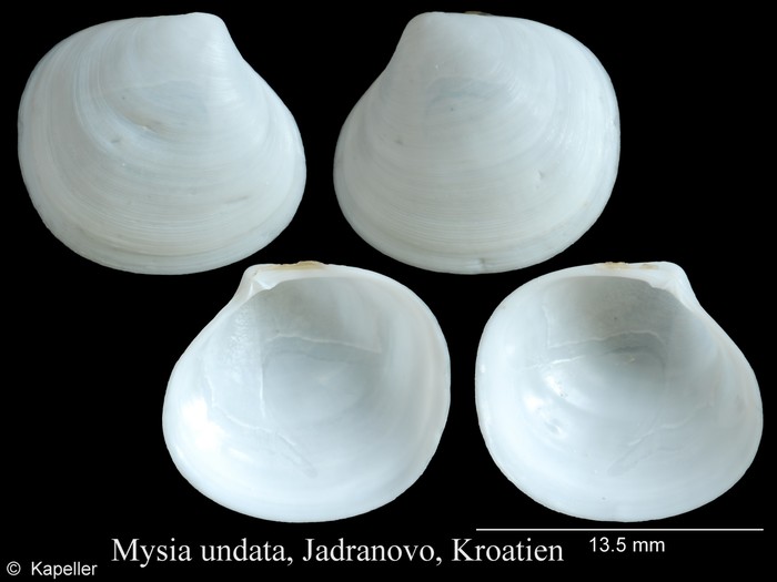 Mysia undata