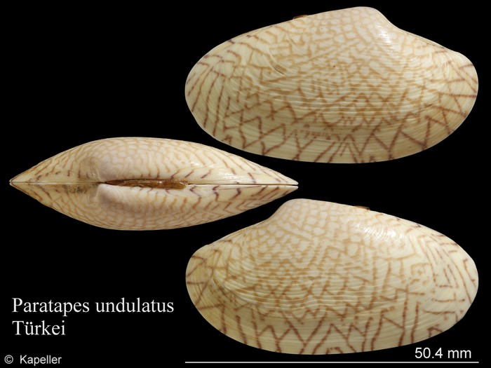 Paratapes undulatus