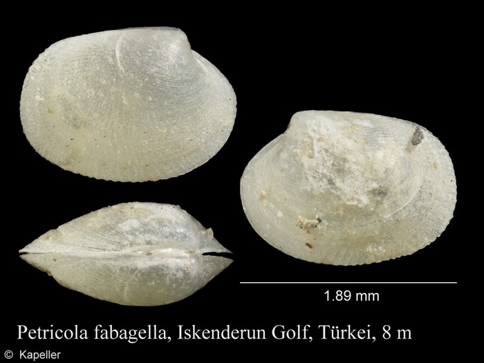 Petricola fabagella