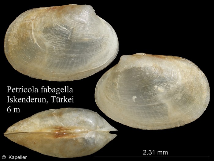 Petricola fabagella Petricola fabagella