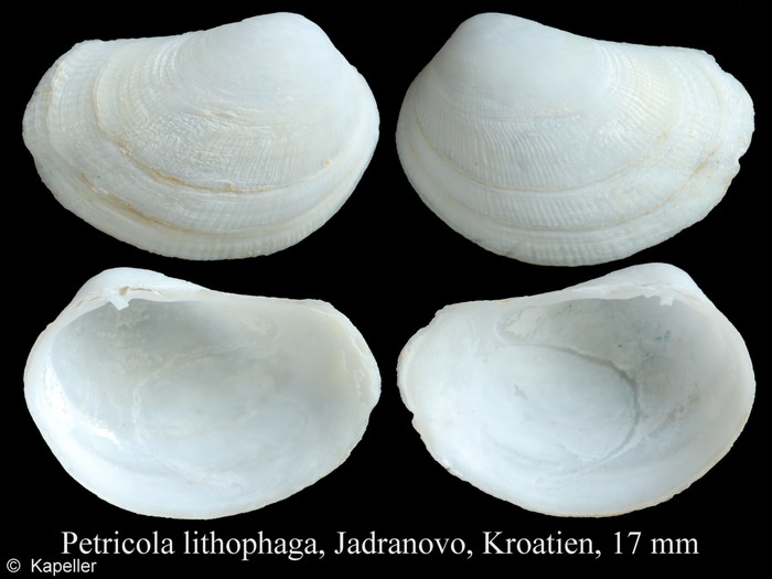 Petricola lithophaga Petricola lithophaga