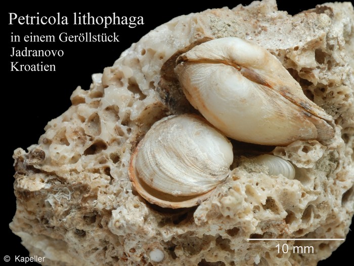 Petricola lithophaga Petricola lithophaga