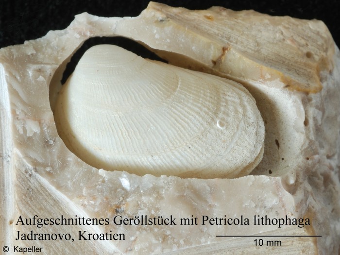 Petricola lithophaga Petricola lithophaga