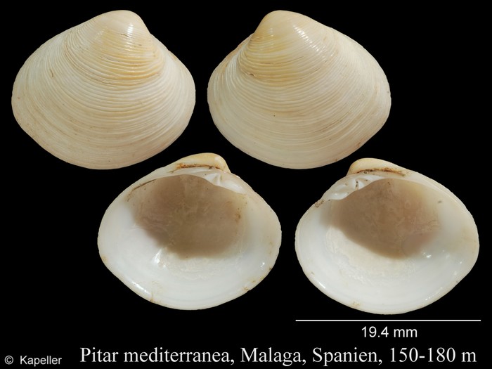 Pitar mediterraneus