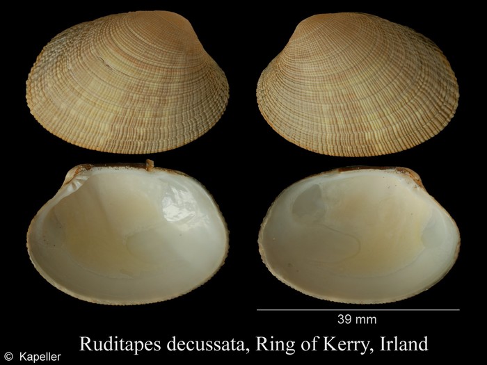 Ruditapes decussatus Ruditapes decussatus