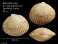 Mollusca (molluscs)