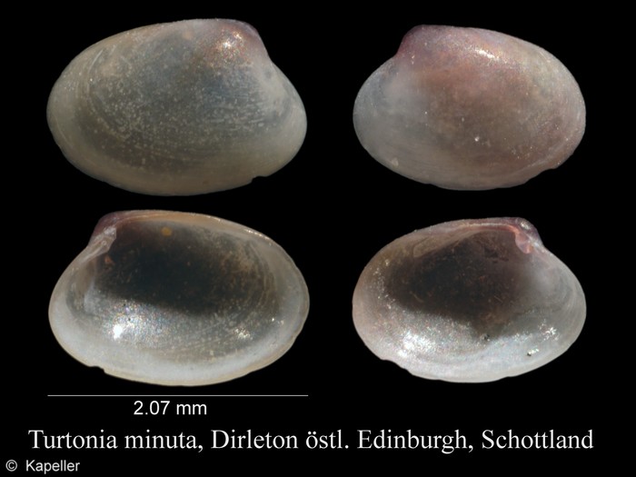 Turtonia minuta Turtonia minuta