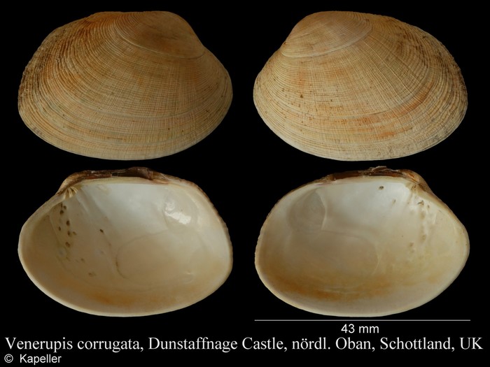 Venerupis corrugata