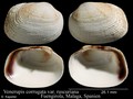 Mollusca (molluscs)