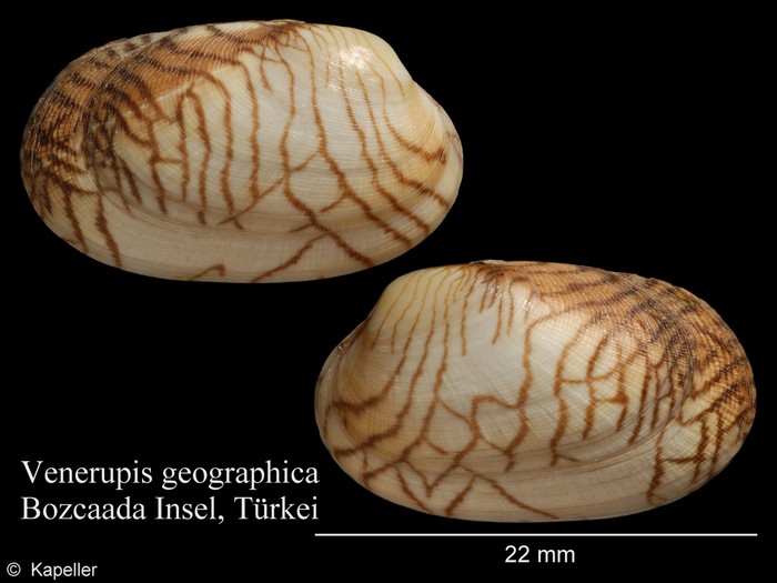 Venerupis geographica Venerupis geographica