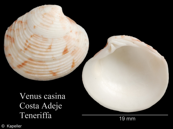 Venus casina Venus casina