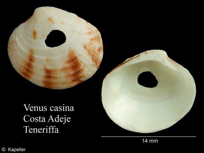 Venus casina