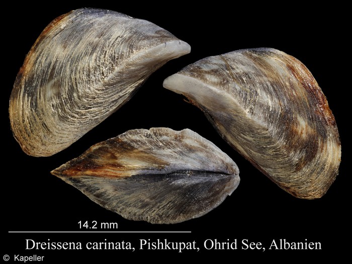 Dreissena carinata Dreissena carinata
