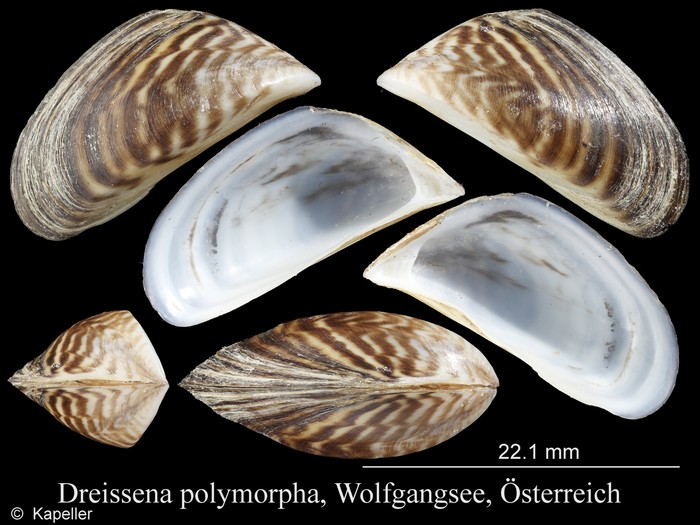 Dreissena polymorpha