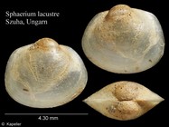 Sphaerium lacustre