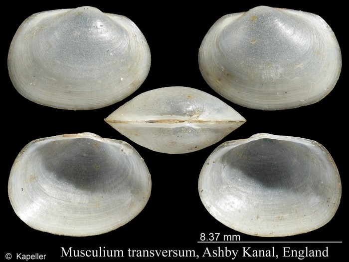 Musculium transversum Musculium transversum