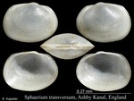Sphaerium transversum