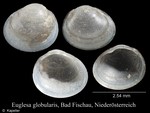 Euglesa globularis