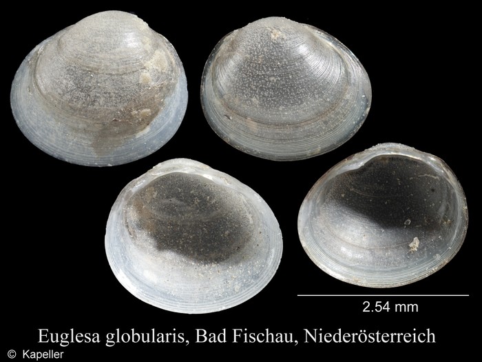 Euglesa globularis