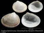 Euglesa henslowana