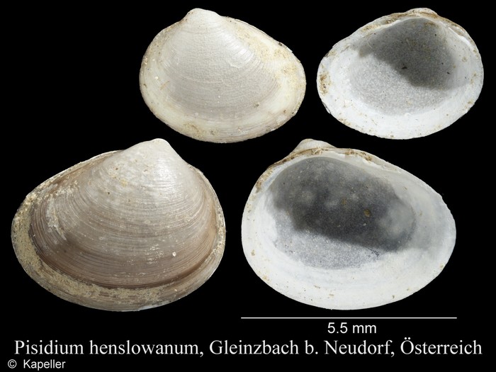 Pisidium henslowanum