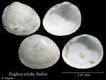 Euglesa nitida