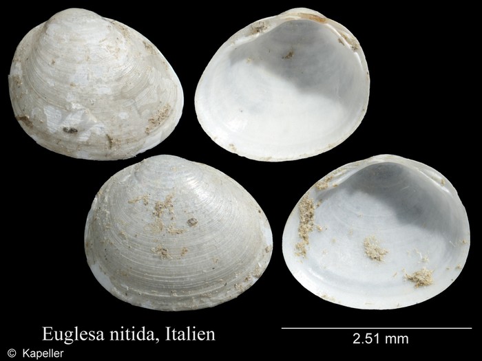 Euglesa nitida