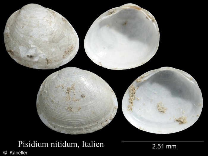 Pisidium nitidum