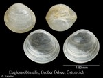Euglesa obtusalis