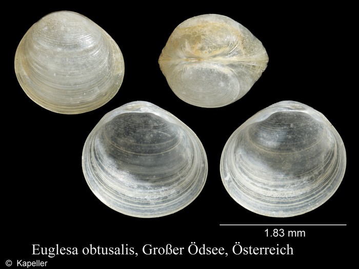 Euglesa obtusalis