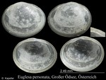 Euglesa personata