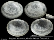 Euglesa personata