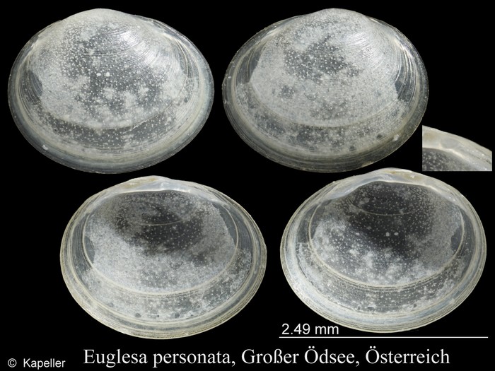 Euglesa personata