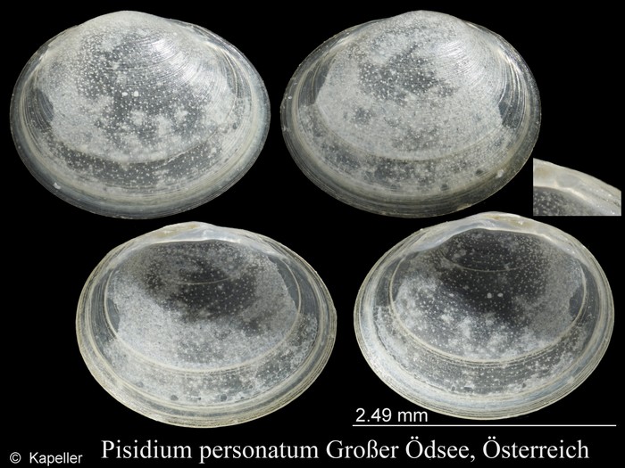 Pisidium personatum