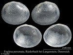 Euglesa personata