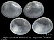Euglesa personata