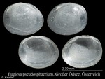 Euglesa pseudosphaerium