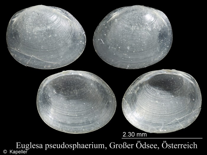 Euglesa pseudosphaerium