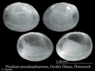 Pisidium pseudosphaerium