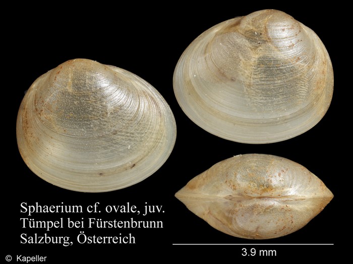 Sphaerium ovale Sphaerium ovale