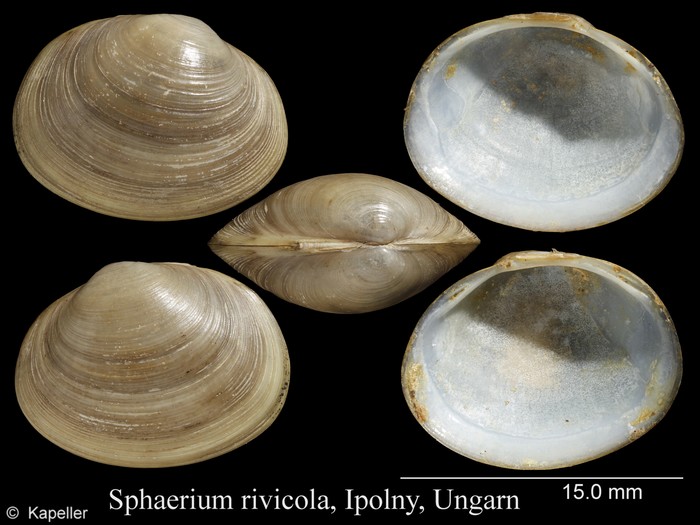 Sphaerium rivicola