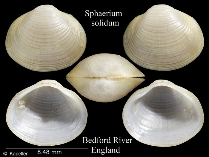 Sphaerium solidum Sphaerium solidum