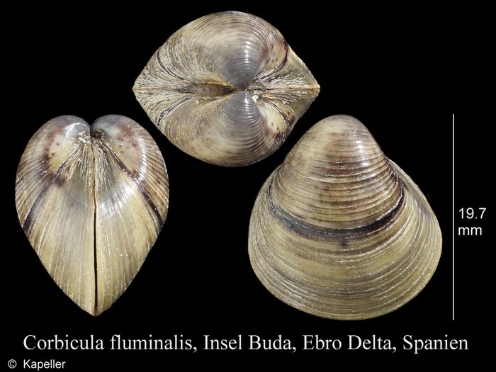 Corbicula fluminalis