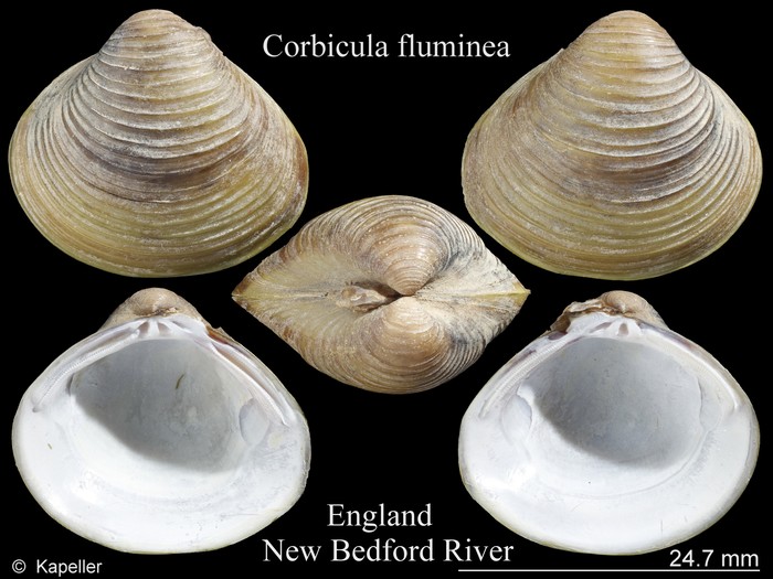 Corbicula fluminea Corbicula fluminea