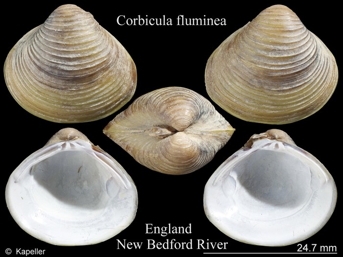 Corbicula fluminea