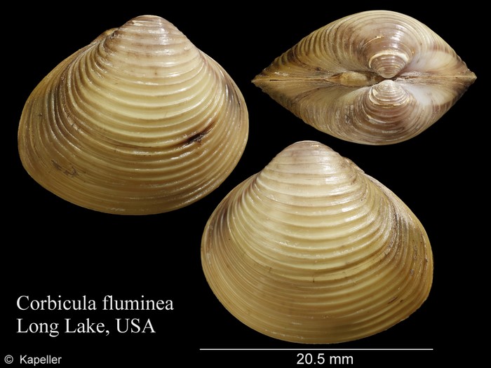 Corbicula fluminea Corbicula fluminea