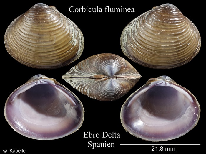 Corbicula fluminea Corbicula fluminea
