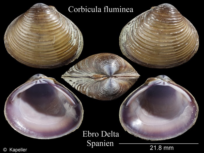 Corbicula fluminea