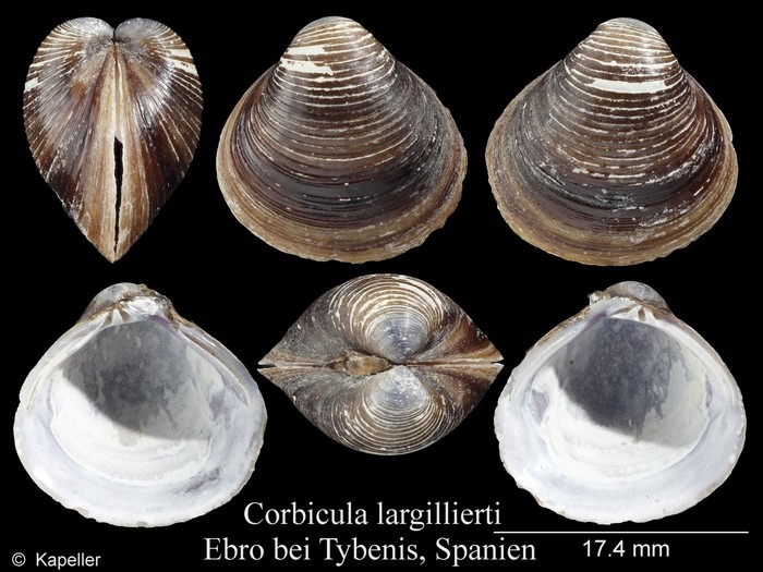 Corbicula largillierti